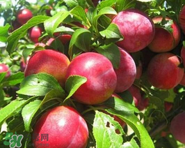 油桃怎么保存不會(huì)變軟？油桃怎么保存時(shí)間長(zhǎng)？