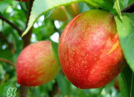 油桃怎么保存不會(huì)變軟？油桃怎么保存時(shí)間長(zhǎng)？