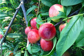 油桃和杏子能一起吃嗎？油桃能和杏子一起吃嗎？