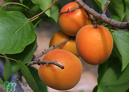 油桃和杏子能一起吃嗎？油桃能和杏子一起吃嗎？