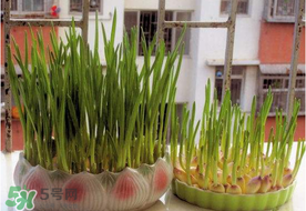 六月份可以種蒜嗎？大蒜一年可以種幾次？