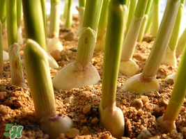 六月份可以種蒜嗎？大蒜一年可以種幾次？