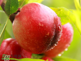 吃油桃會胖嗎？油桃的熱量多少？