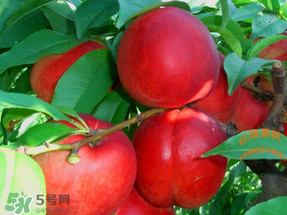 油桃和蘋果能一起吃嗎？吃完蘋果可以吃油桃嗎？