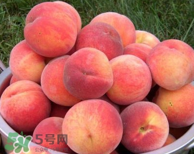 血桃?guī)啄陹旃?？血桃葉子什么顏色