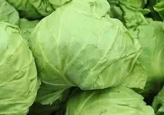 圓白菜是卷心菜嗎？圓白菜是不就是卷心菜