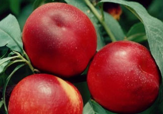 吃油桃會(huì)胖嗎？油桃的熱量多少？