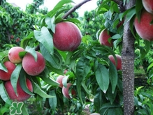 血桃?guī)啄陹旃?？血桃葉子什么顏色