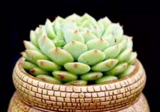 六月份可以買(mǎi)多肉嗎？六月可以種多肉嗎？