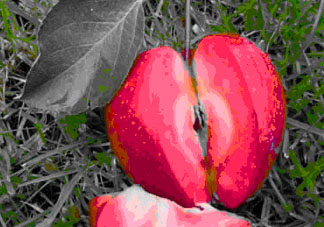 油桃和蘋果能一起吃嗎？吃完蘋果可以吃油桃嗎？