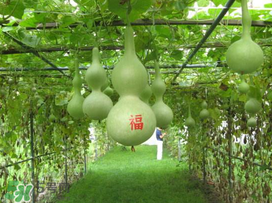 六月份可以種葫蘆嗎？葫蘆幾月份種？