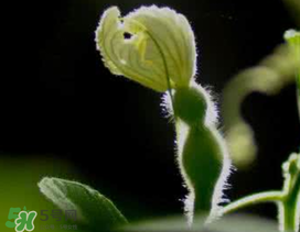 六月份可以種葫蘆嗎？葫蘆幾月份種？