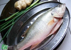 鱸魚(yú)是海鮮嗎？鱸魚(yú)是不是海鮮？