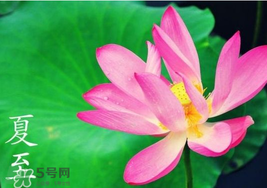 夏至是入伏嗎？夏至后多久入伏？