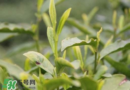 喝信陽毛尖有什么好處？信陽毛尖是紅茶還是綠茶？