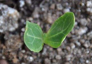 六月份可以種葫蘆嗎？葫蘆幾月份種？