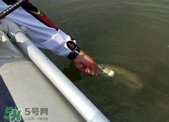 釣海鱸魚什么時候最好？釣海鱸魚用什么樣的魚餌？