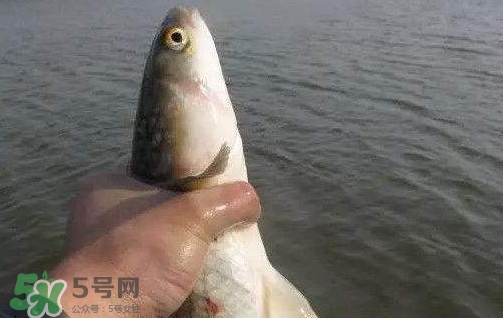釣海鱸魚什么時候最好？釣海鱸魚用什么樣的魚餌？