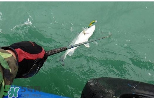 釣海鱸魚什么時候最好？釣海鱸魚用什么樣的魚餌？