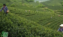 信陽(yáng)毛尖產(chǎn)地在哪里？信陽(yáng)毛尖主要產(chǎn)在哪些地方