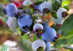 蘋果和藍(lán)莓能一起吃嗎？蘋果和藍(lán)莓干能一起吃嗎？