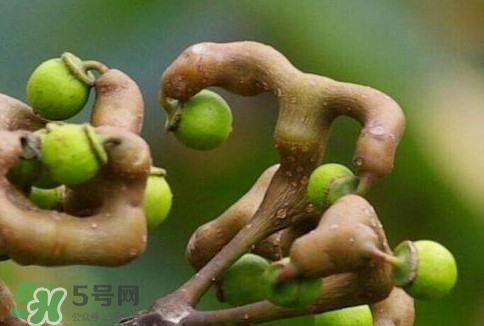 萬壽果多少錢一斤2017？萬壽果什么時候成熟