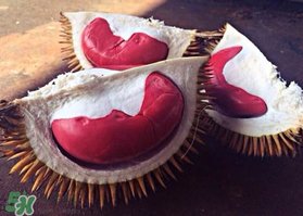 紅心榴蓮叫什么？紅心榴蓮是哪個(gè)國家產(chǎn)的？