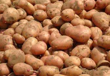 馬鈴薯是土豆嗎？馬鈴薯是土豆還是紅薯？