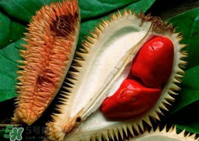 紅肉榴蓮是什么品種？紅色的榴蓮是什么品種？