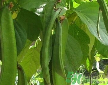 刀豆是豆制品嗎？刀豆是豆角嗎？