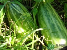 菜瓜是涼性的嗎？菜瓜是涼性還是熱性的？