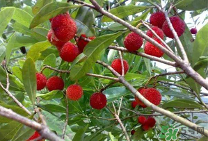 楊梅和西瓜能一起吃嗎？西瓜可以和楊梅一起吃嗎？