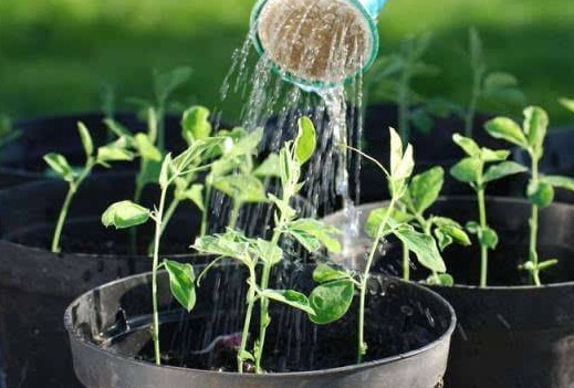 茶葉水可以澆花嗎？茶葉水能澆花嗎？