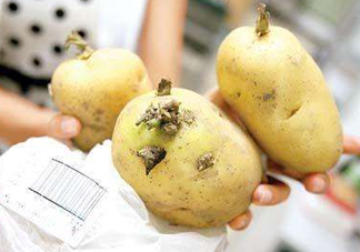 馬鈴薯有點綠能吃嗎？馬鈴薯有點發(fā)芽可以吃嗎