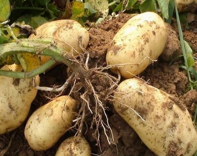 馬鈴薯是土豆嗎？馬鈴薯是土豆還是紅薯？