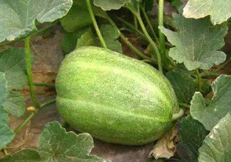 菜瓜到底是不是黃瓜？ 菜瓜和黃瓜的區(qū)別