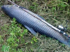 釣青魚(yú)怎么調(diào)漂圖解？釣青魚(yú)最佳調(diào)漂是幾目