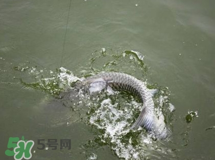 釣青魚(yú)怎么調(diào)漂圖解？釣青魚(yú)最佳調(diào)漂是幾目