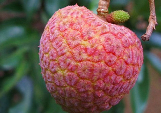 ? 掛綠荔枝多少錢一個？掛綠荔枝多少錢一斤2017