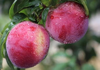 脆紅李什么時候成熟？脆紅李幾月成熟？