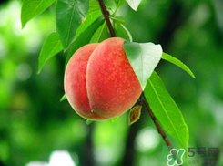 楊梅和桃子能一起吃嗎？楊梅和油桃能在一起吃嗎？