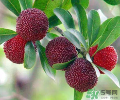 楊梅和桃子能一起吃嗎？楊梅和油桃能在一起吃嗎？