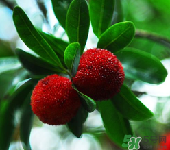 楊梅和桃子能一起吃嗎？楊梅和油桃能在一起吃嗎？