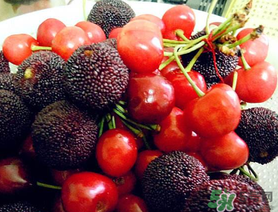 楊梅和櫻桃能一起吃嗎？楊梅可以和櫻桃一起吃嗎？