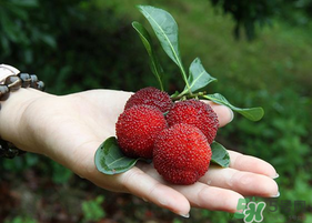 楊梅和枸杞可以一起泡酒嗎？楊梅和枸杞泡酒的功效