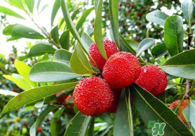 楊梅和荔枝能一起吃嗎？荔枝和楊梅能一起吃嗎？