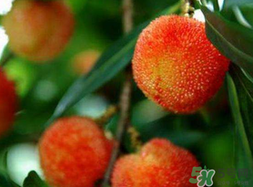 楊梅和荔枝能一起吃嗎？荔枝和楊梅能一起吃嗎？