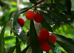 楊梅和香蕉能同時吃嗎？楊梅能和香蕉一起吃嗎？