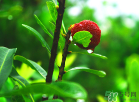 楊梅和海鮮能一起吃嗎？楊梅能和海鮮能一起吃嗎？