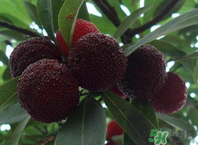 楊梅和芒果能一起吃嗎？吃完楊梅可以吃芒果嗎？